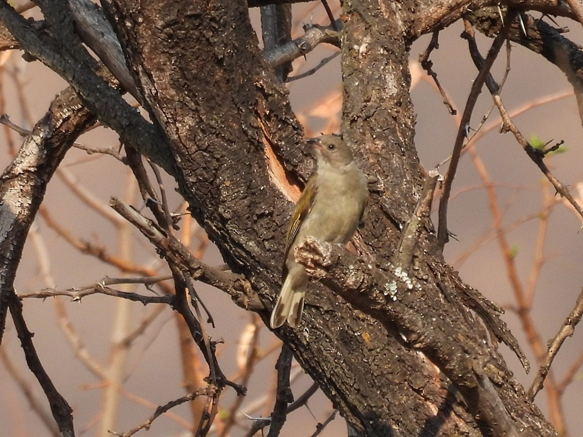 Lesser Honeyguide - ML623741701