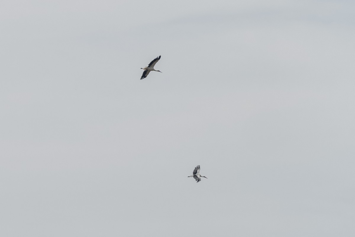 stork - ML623741720