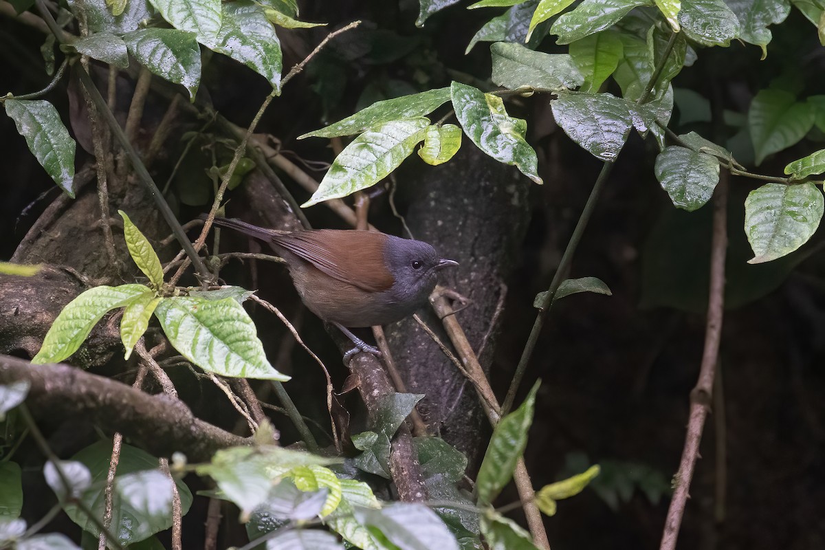 African Hill Babbler - ML623741737