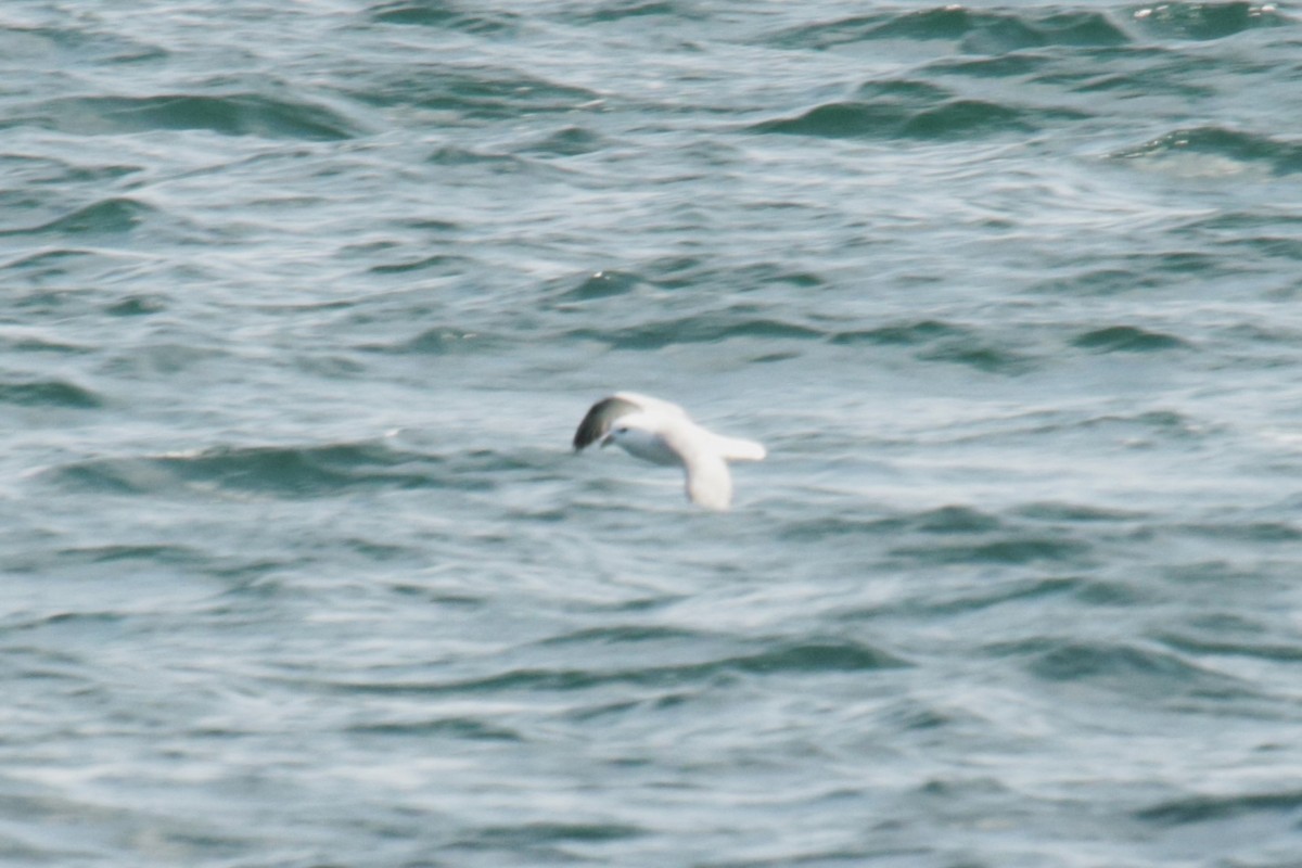 Northern Fulmar - Jan Roedolf