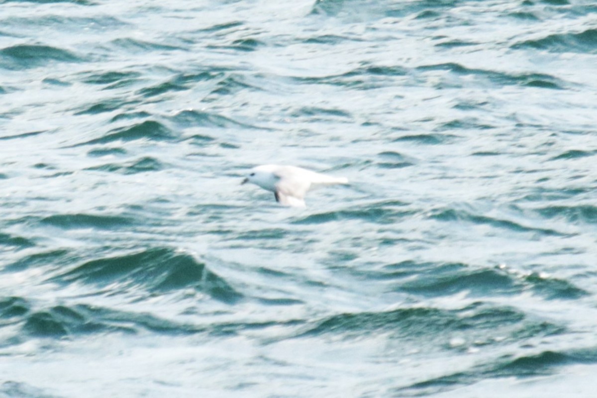 Northern Fulmar - ML623741748