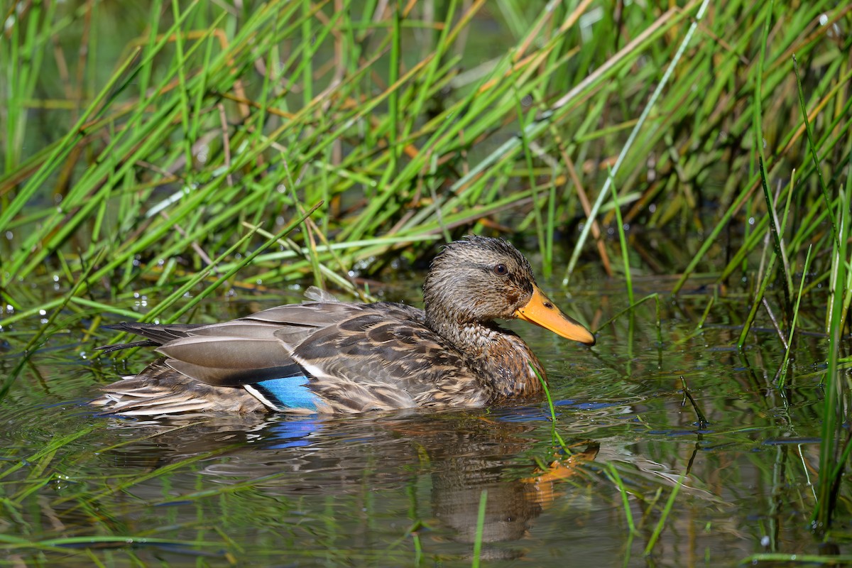 Mallard - ML623741756