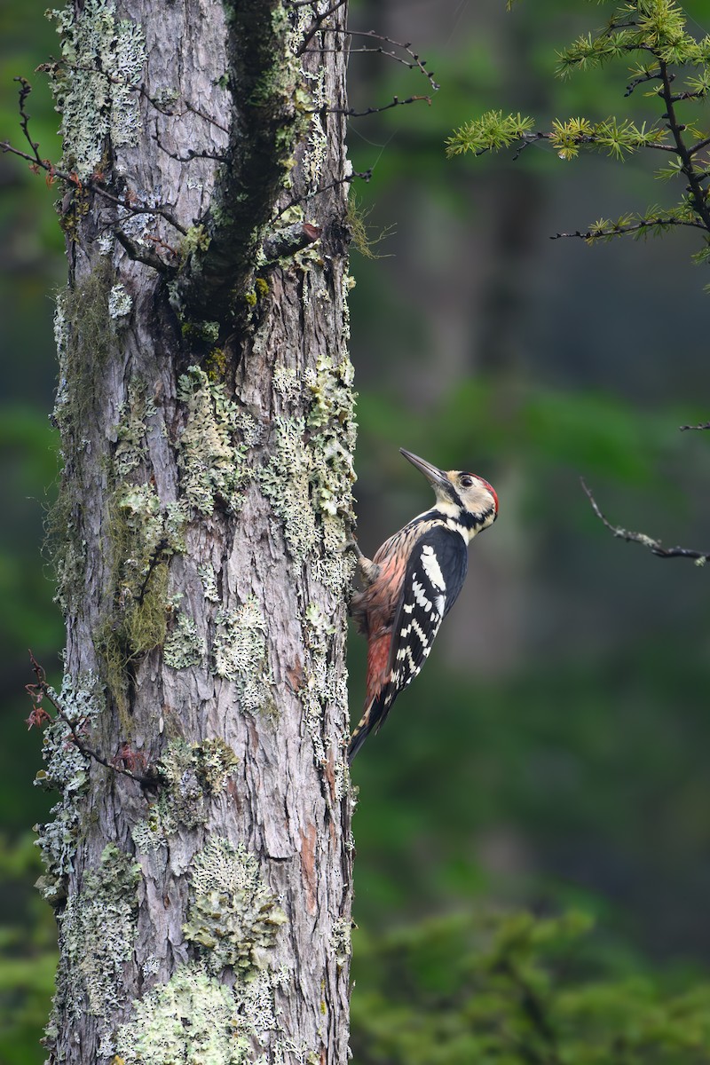 White-backed Woodpecker - ML623741762