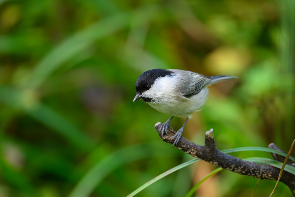 Willow Tit - ML623741773