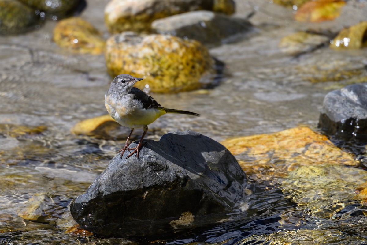 Gray Wagtail - ML623741774