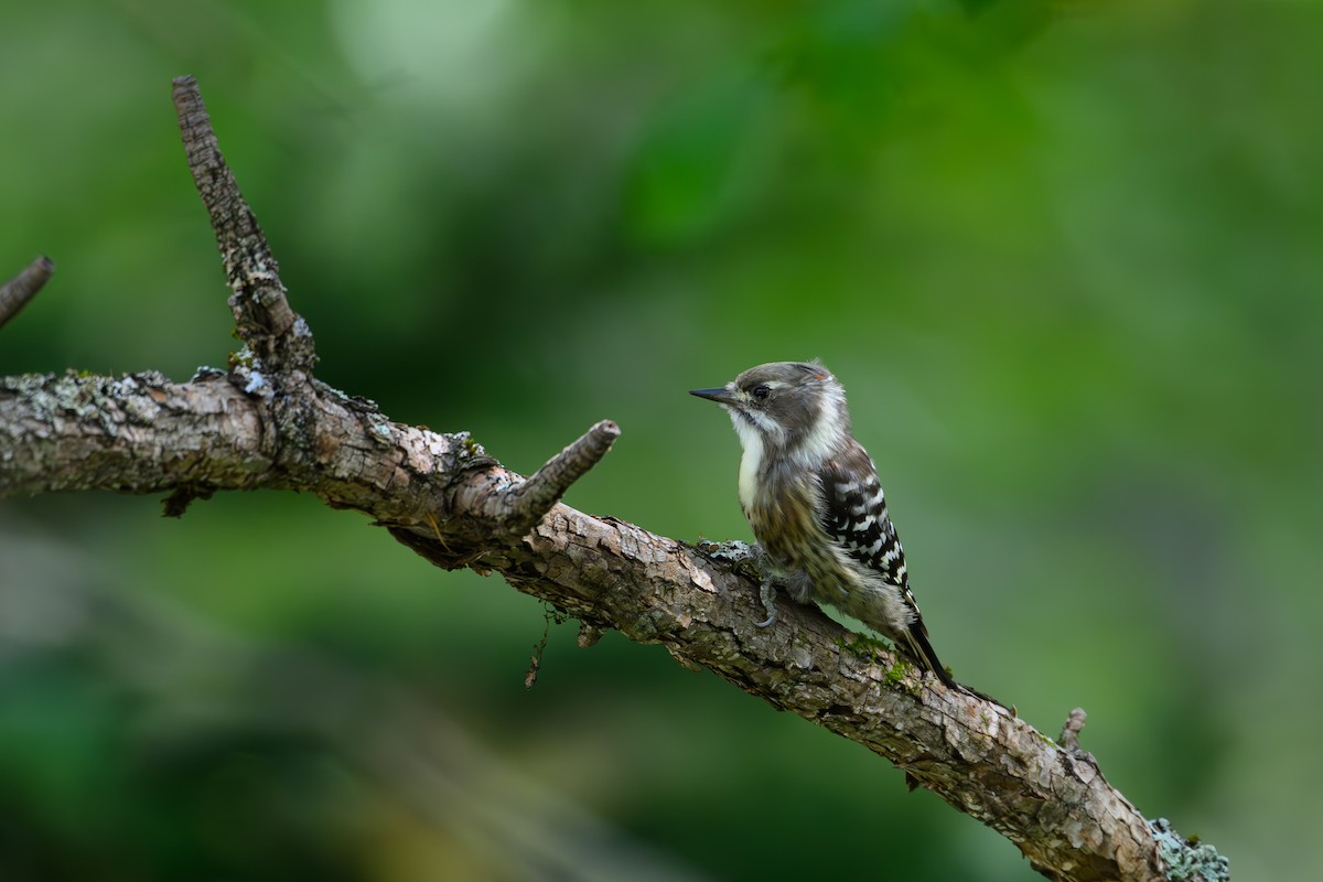 Japanese Pygmy Woodpecker - ML623741775