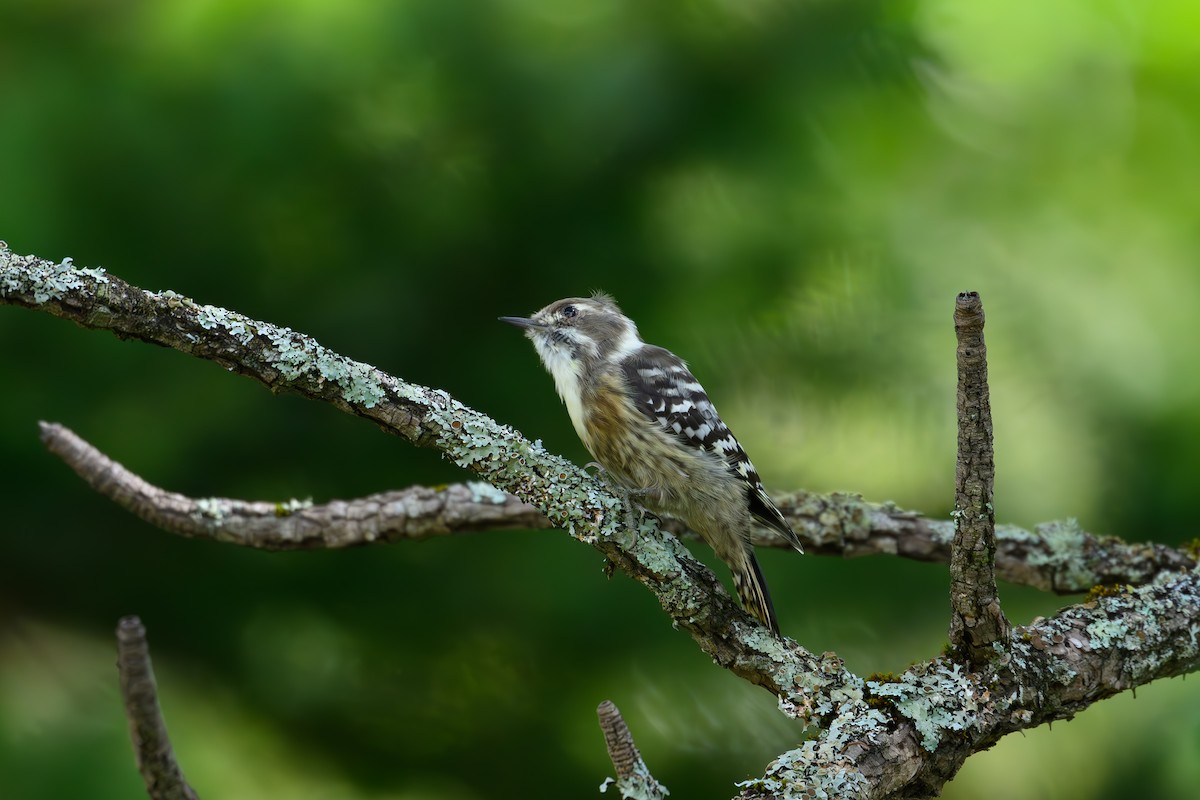 Japanese Pygmy Woodpecker - ML623741777