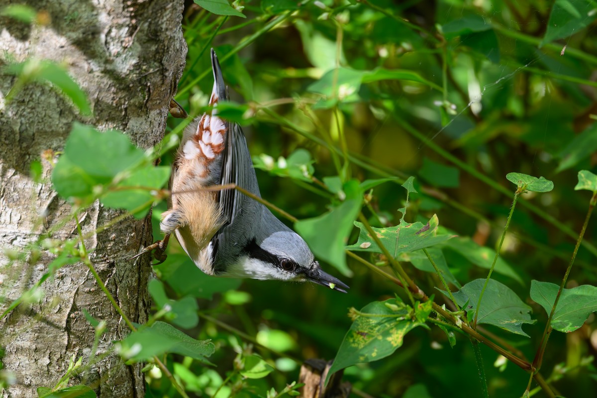 Eurasian Nuthatch - ML623741779