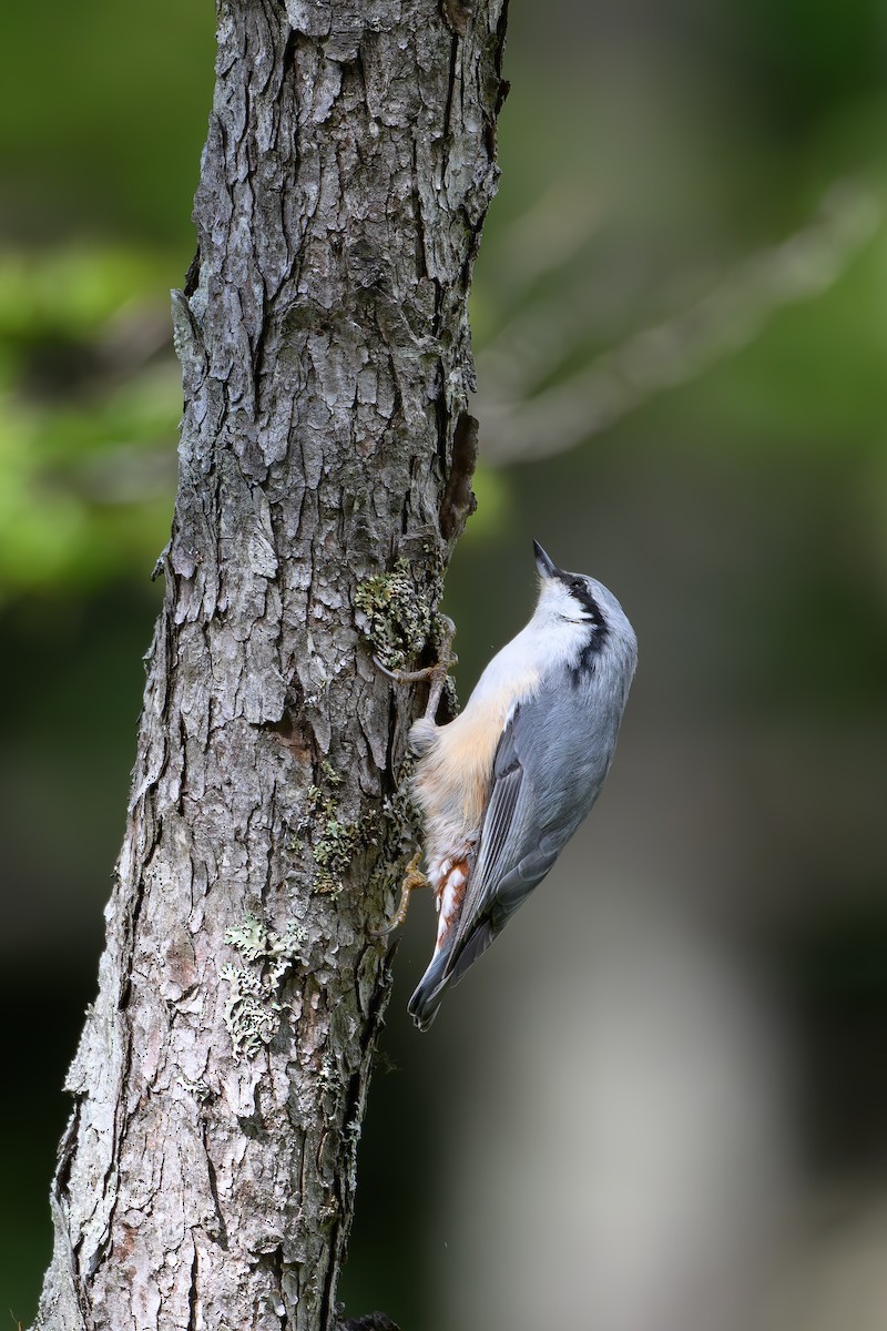 Eurasian Nuthatch - ML623741780