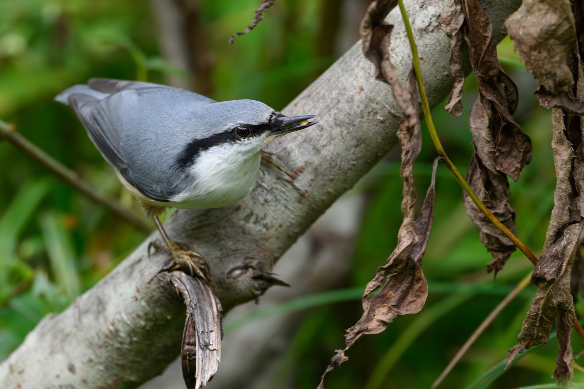 Eurasian Nuthatch - ML623741781