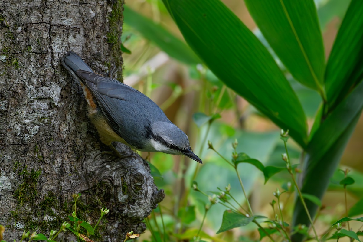 Eurasian Nuthatch - ML623741788