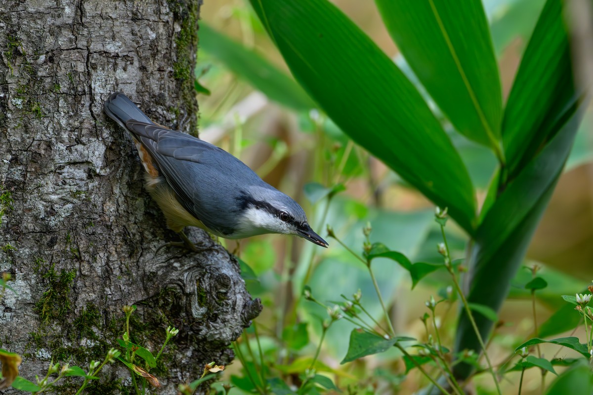 Eurasian Nuthatch - ML623741789