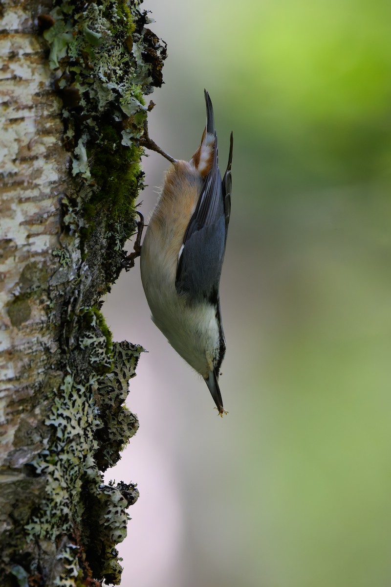 Eurasian Nuthatch - ML623741791