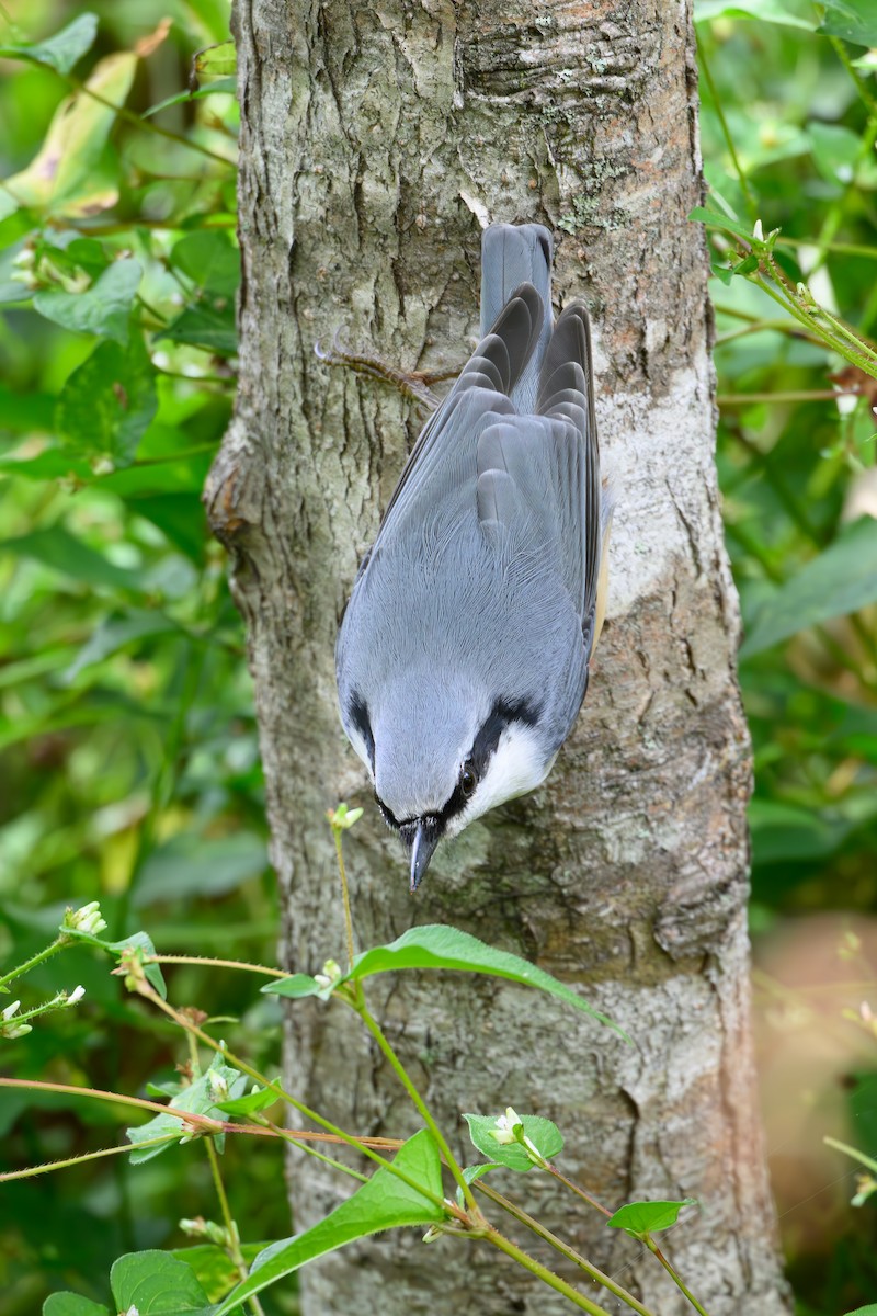 Eurasian Nuthatch - ML623741794