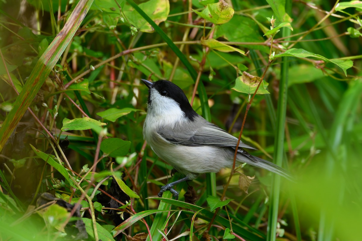 Willow Tit - ML623741797