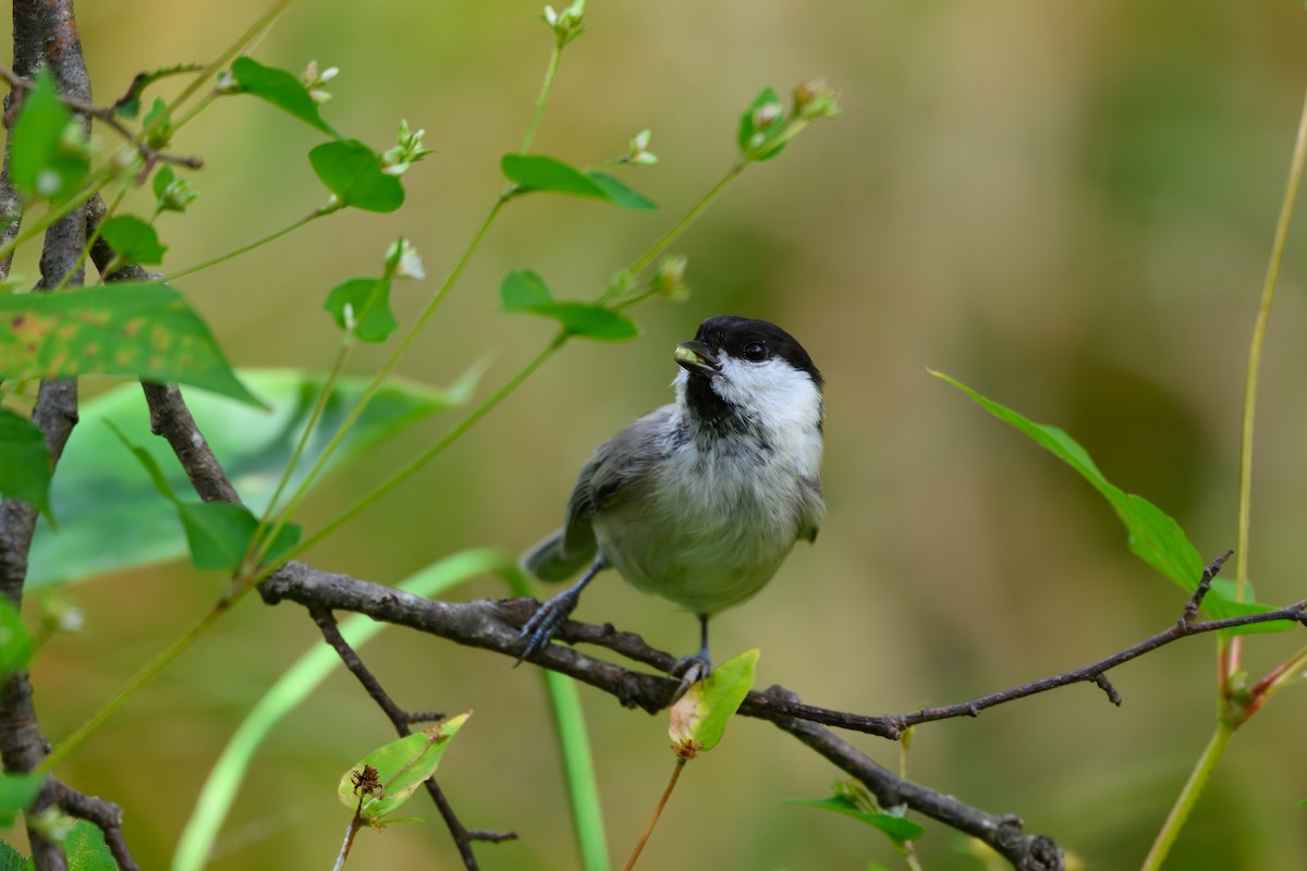 Willow Tit - ML623741798