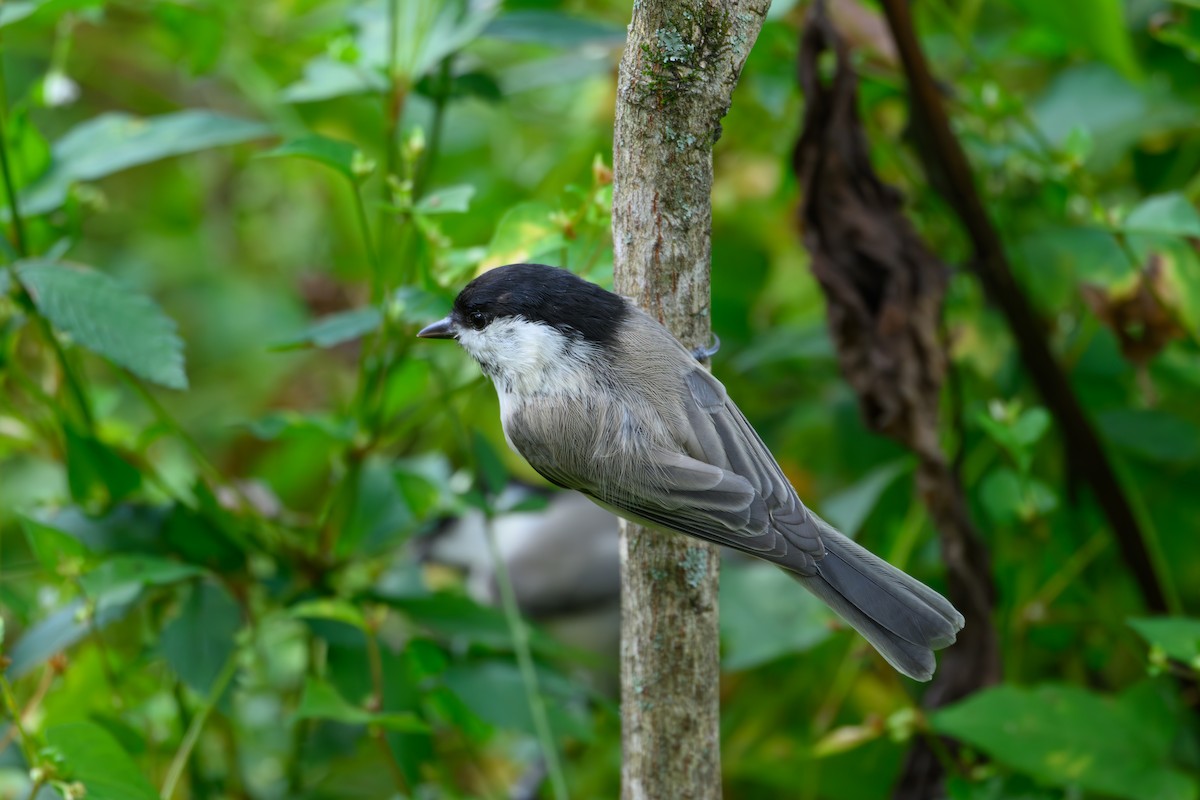 Willow Tit - ML623741806