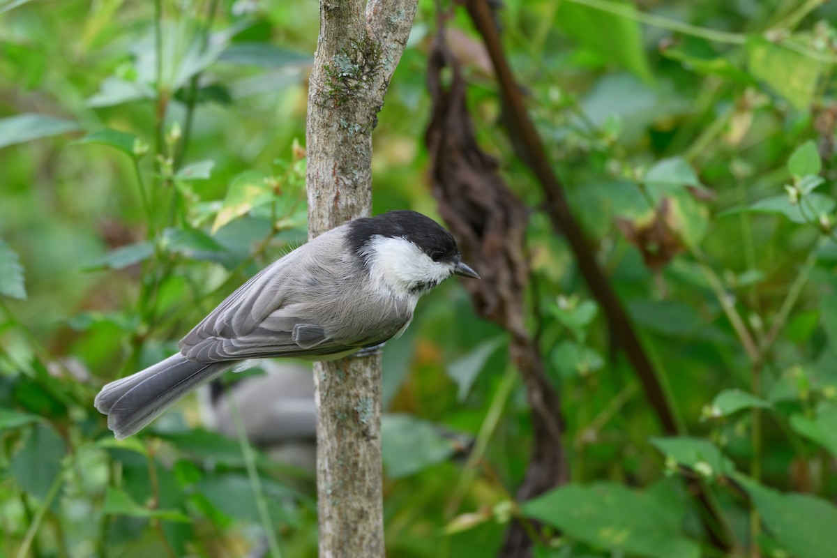 Willow Tit - ML623741807