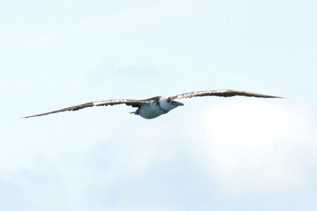 Northern Gannet - ML623741815