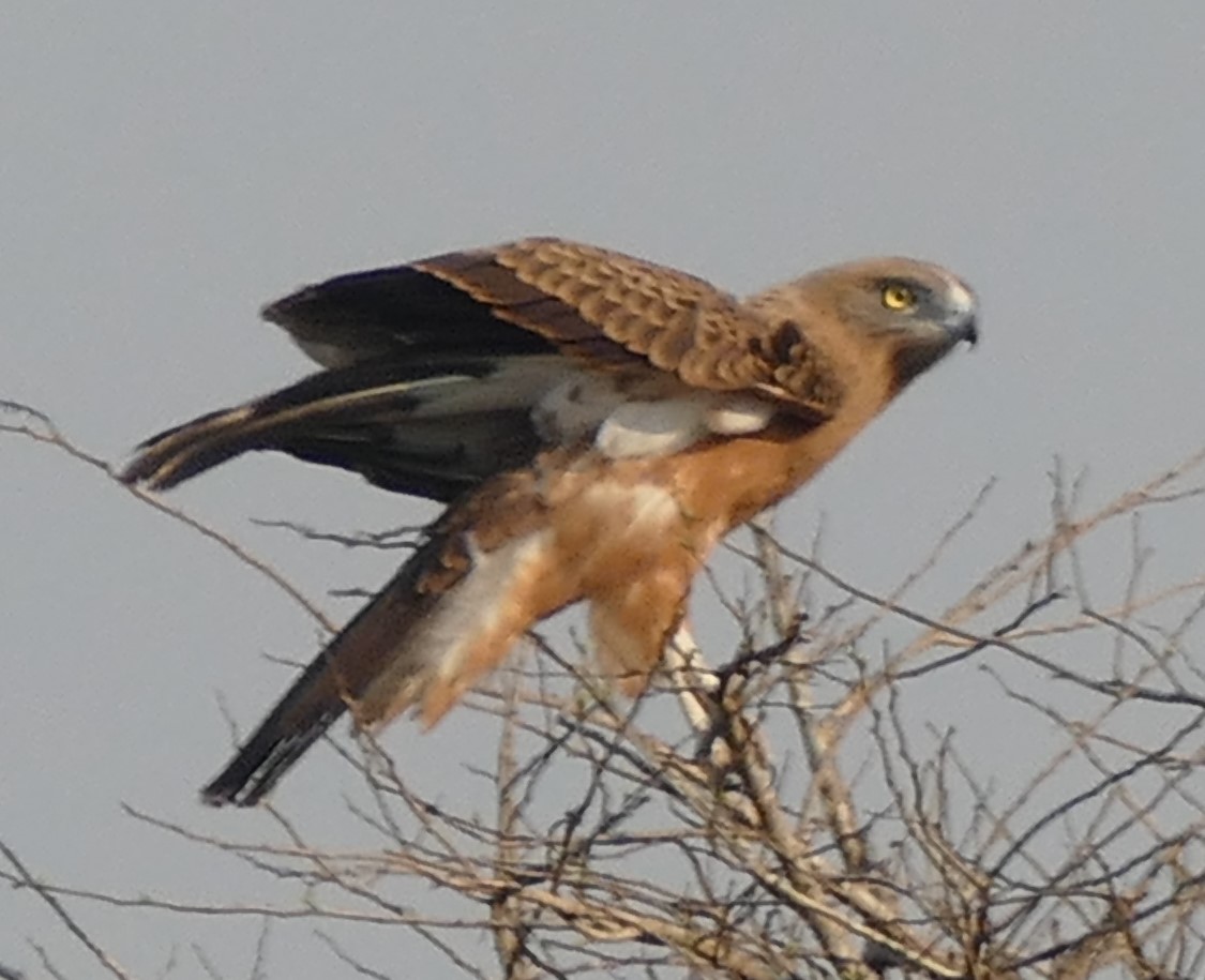 Black-chested Snake-Eagle - Jane Williamson