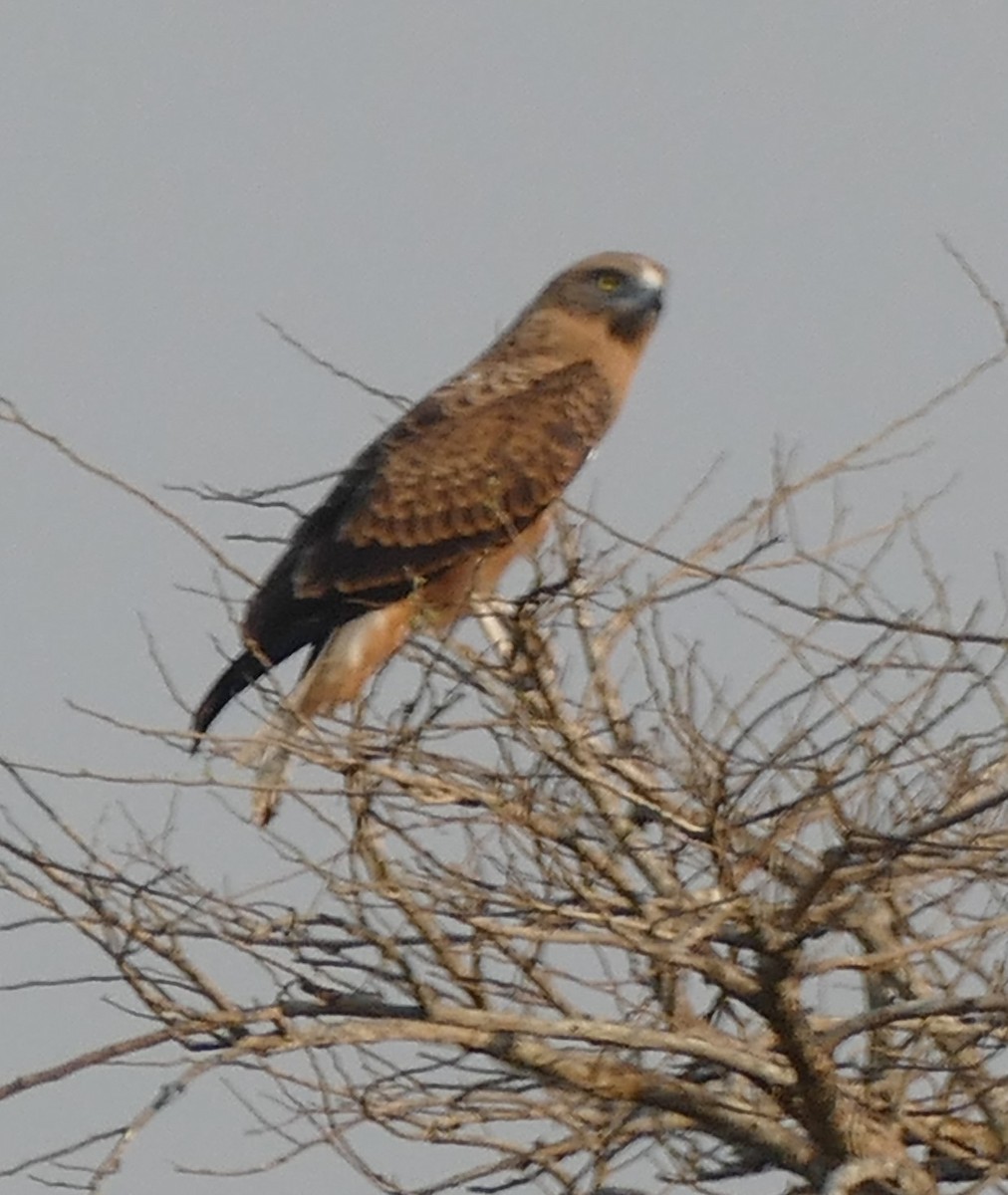 Black-chested Snake-Eagle - ML623741820