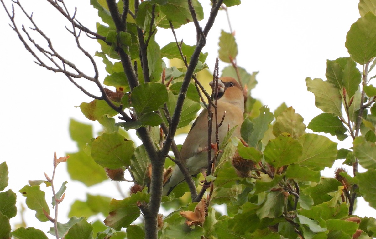 Hawfinch - Bruce Hansen