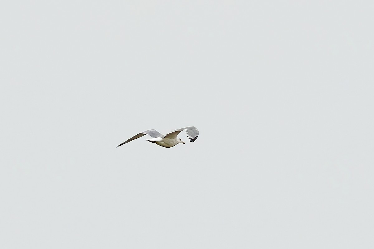 gulbeinmåke - ML623741845