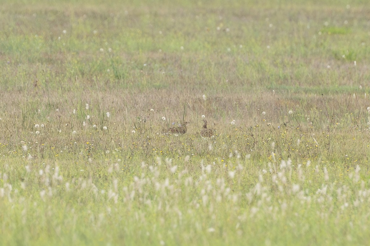 Little Bustard - Paul Beerman