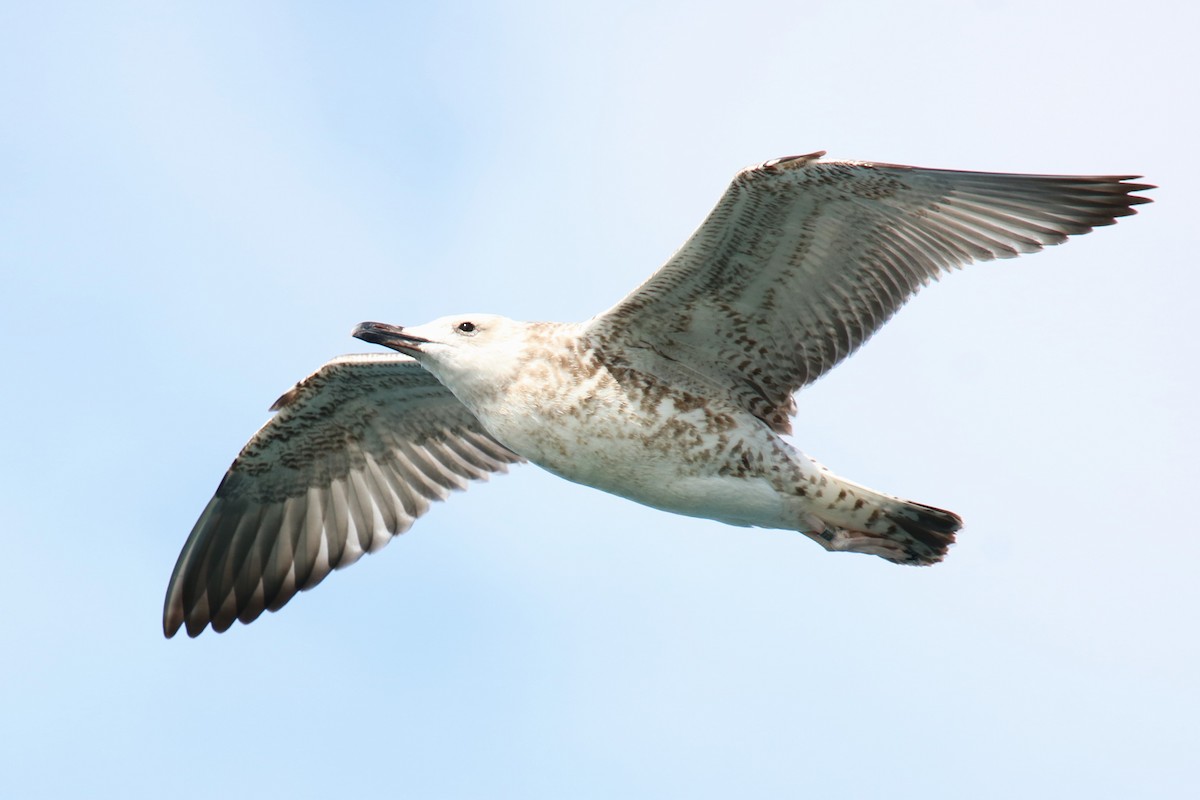 Caspian Gull - ML623741853