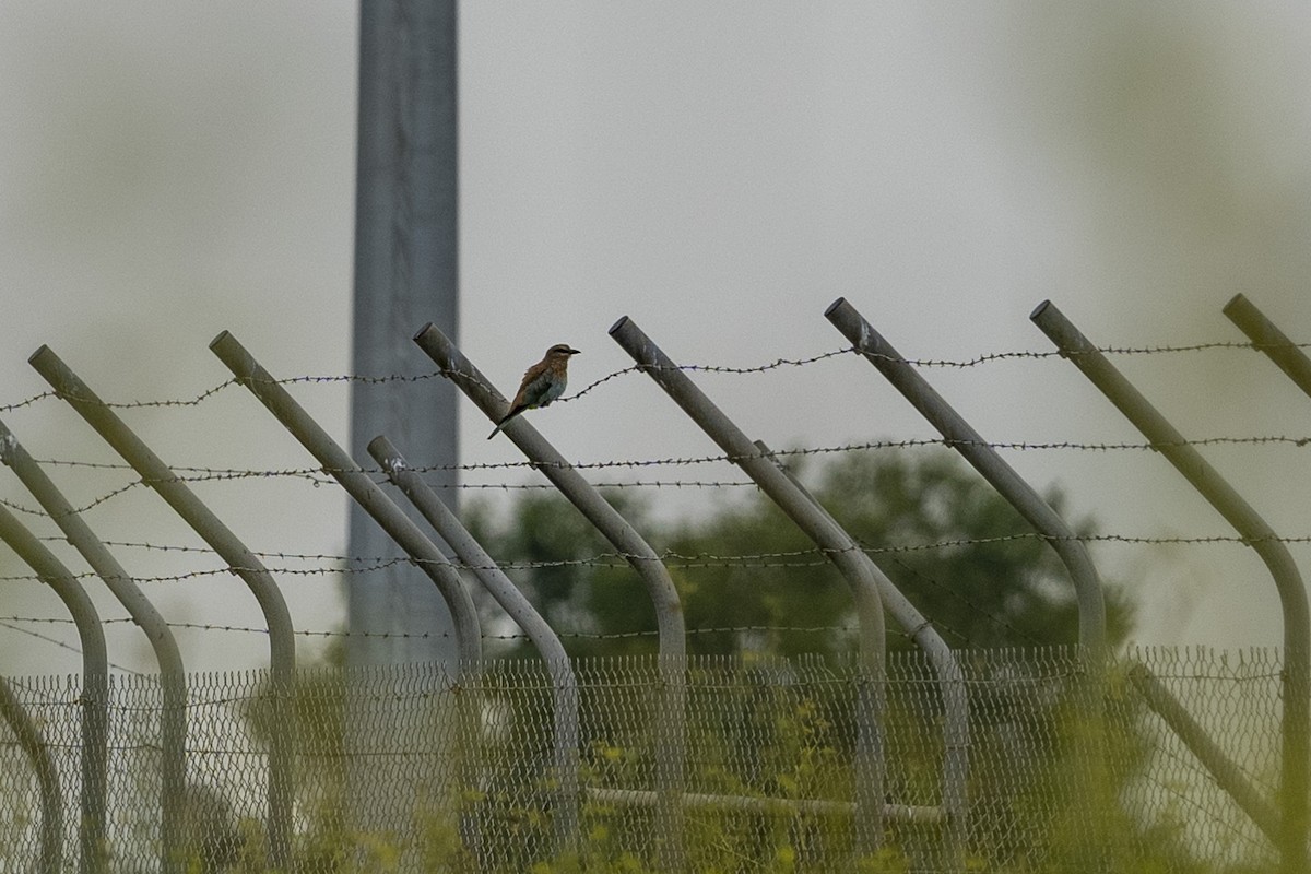 European Roller - Paul Beerman