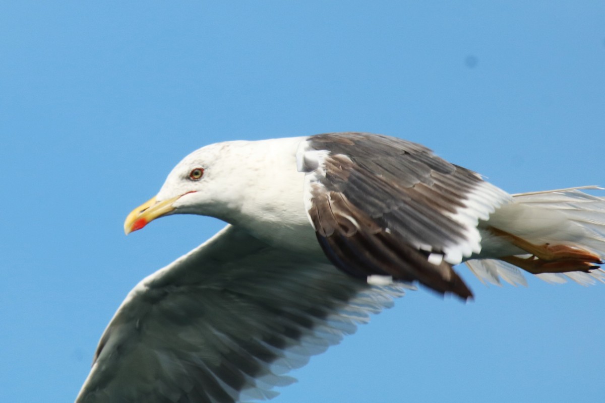 Lesser Black-backed Gull - ML623741867