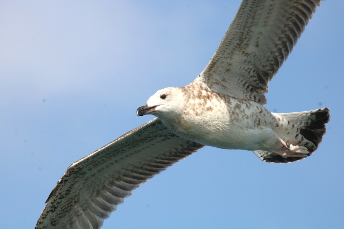 Caspian Gull - ML623741896