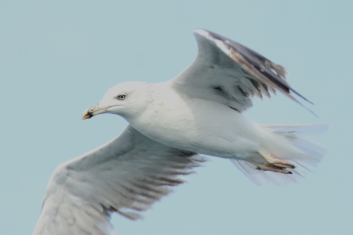 Lesser Black-backed Gull - ML623741922