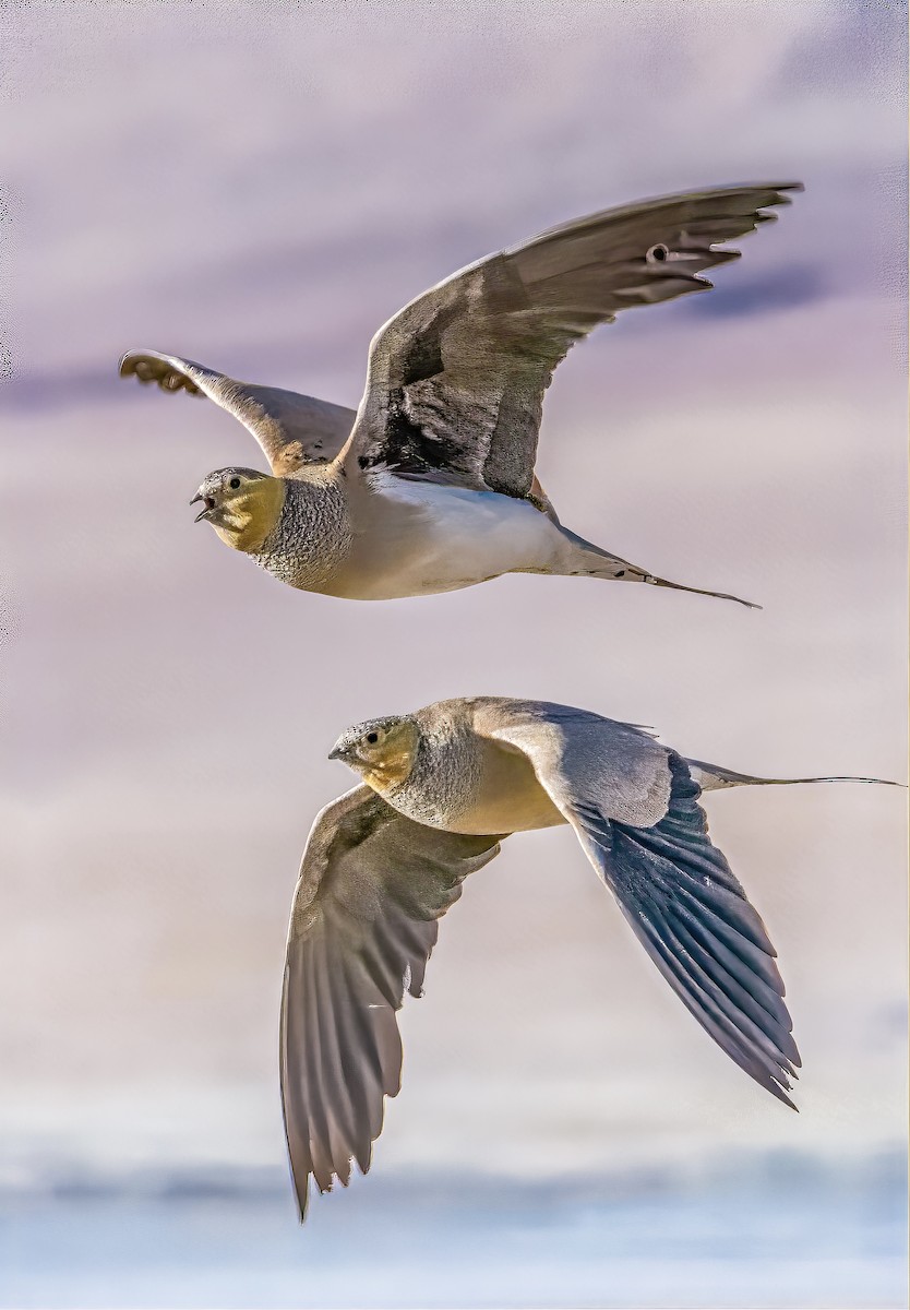 Tibetan Sandgrouse - ML623741930