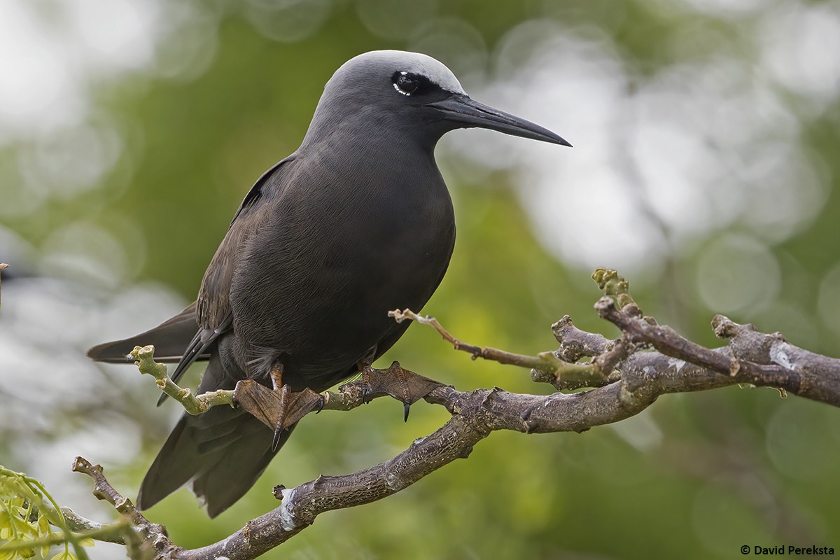 Black Noddy - ML623741950