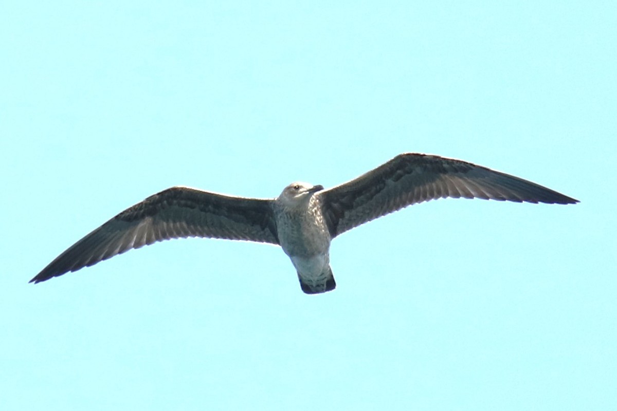 Lesser Black-backed Gull - ML623741955