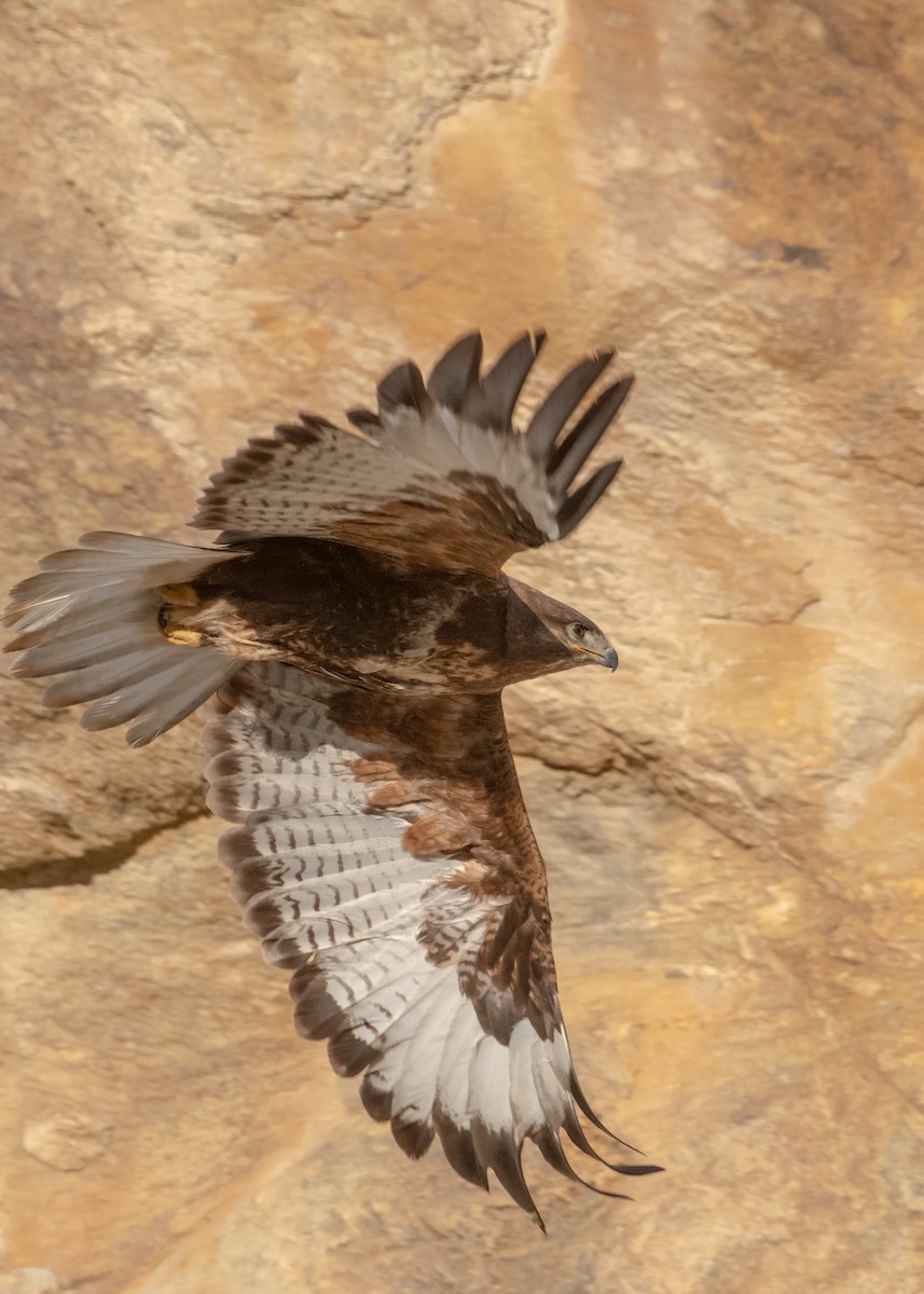 Upland Buzzard - manish ahuja