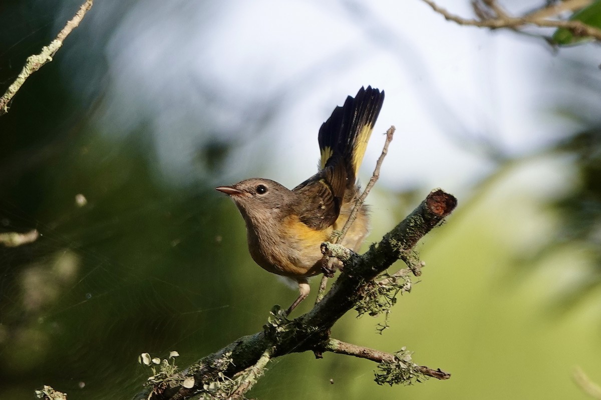 American Redstart - ML623742044