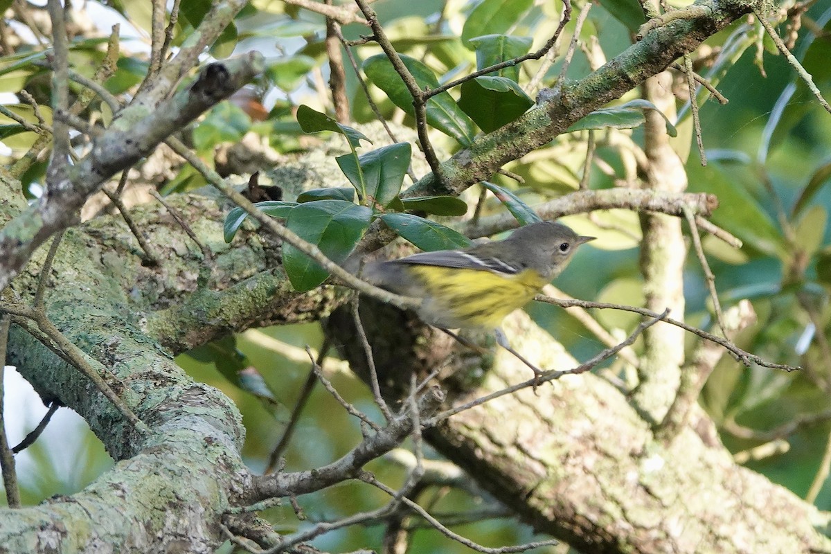 Magnolia Warbler - ML623742045