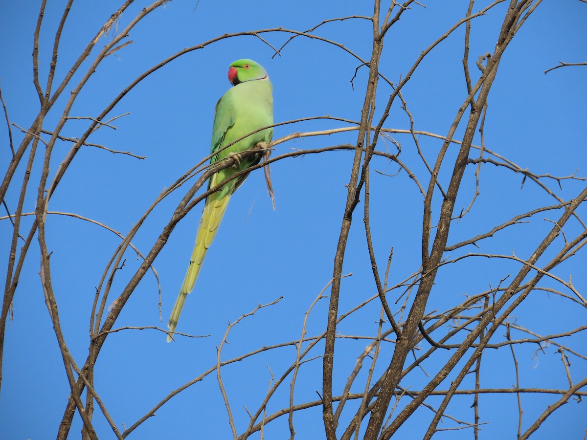 Rose-ringed Parakeet - ML623742078