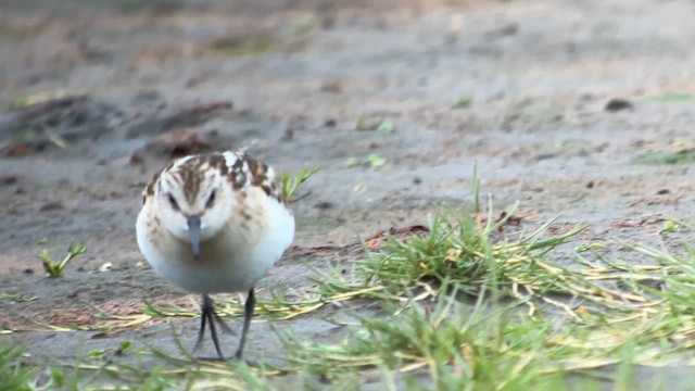 Little Stint - ML623742082