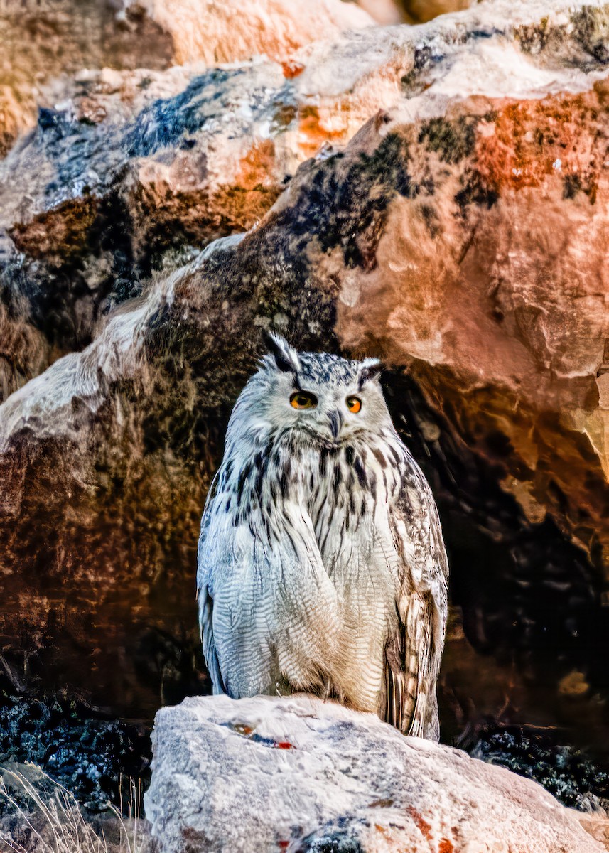 Eurasian Eagle-Owl - manish ahuja