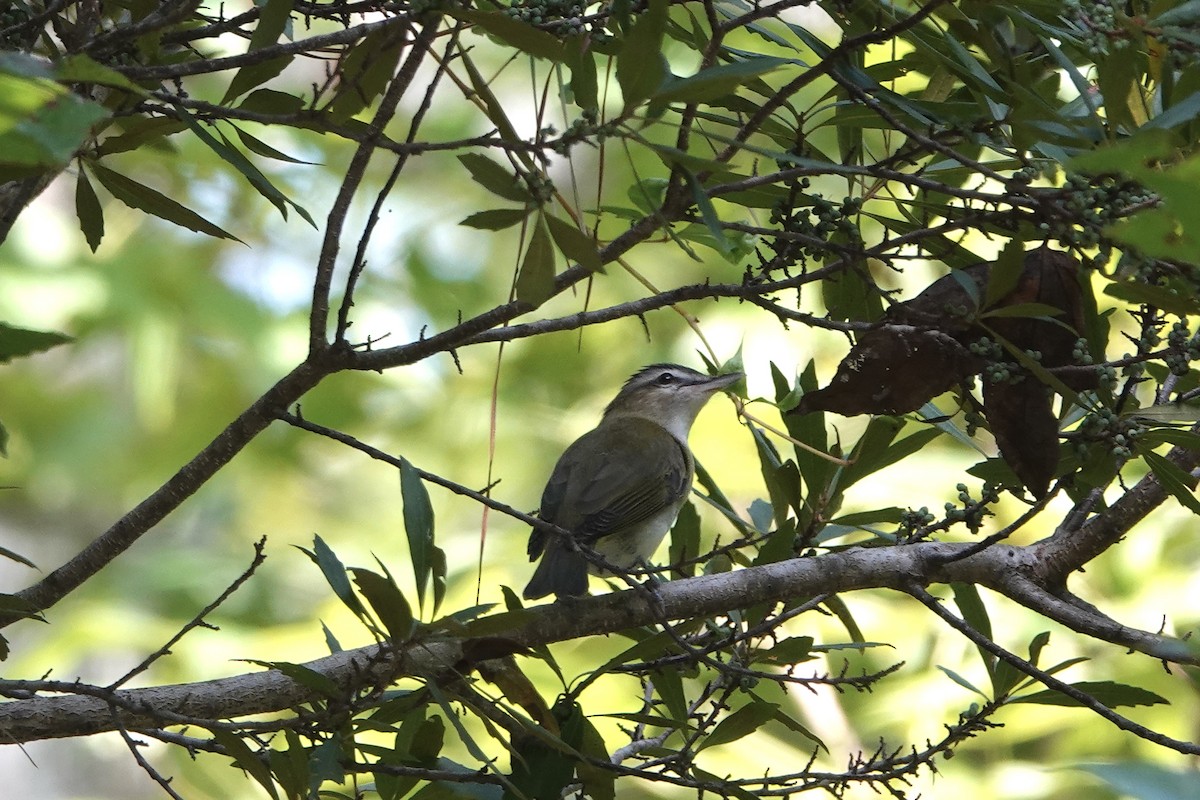 Red-eyed Vireo - ML623742095