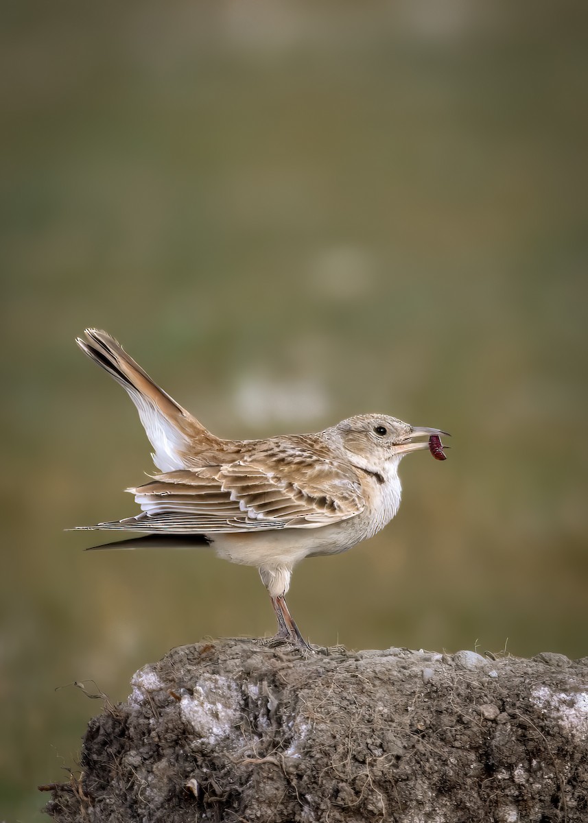 Tibetan Lark - manish ahuja