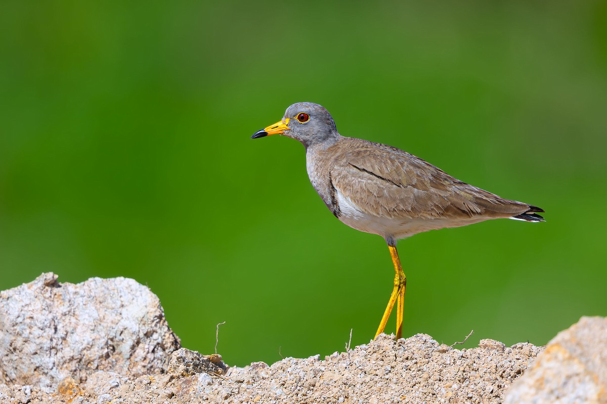 Gray-headed Lapwing - ML623742108