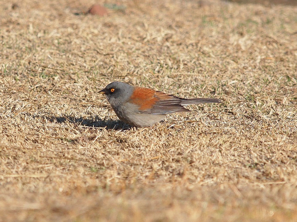 Yellow-eyed Junco - ML623742110