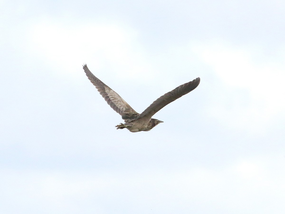 Australasian Bittern - ML623742124