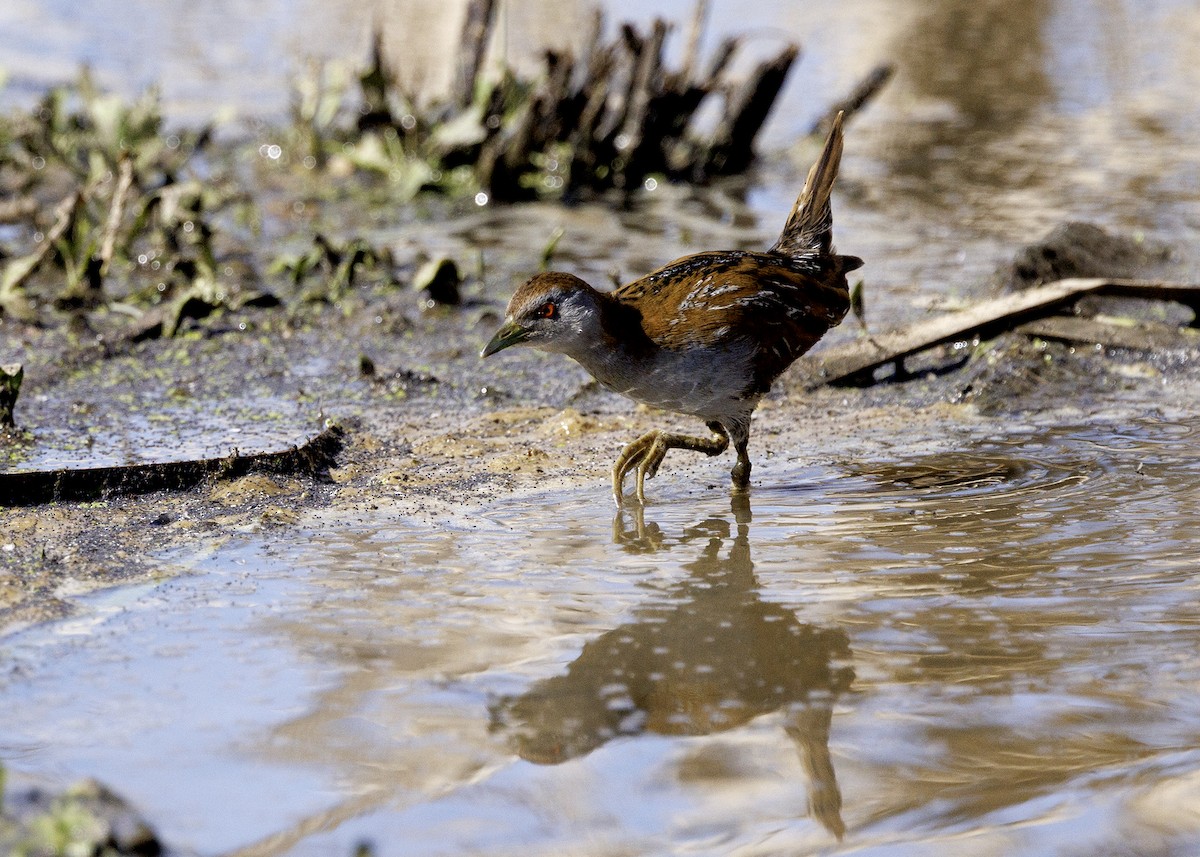 Baillon's Crake - ML623742156