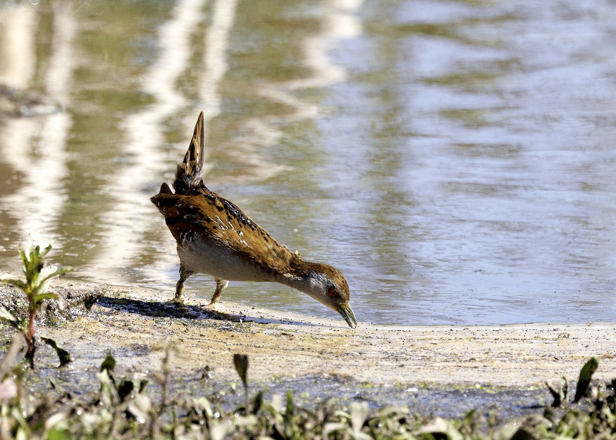 Baillon's Crake - Helen Repacholi