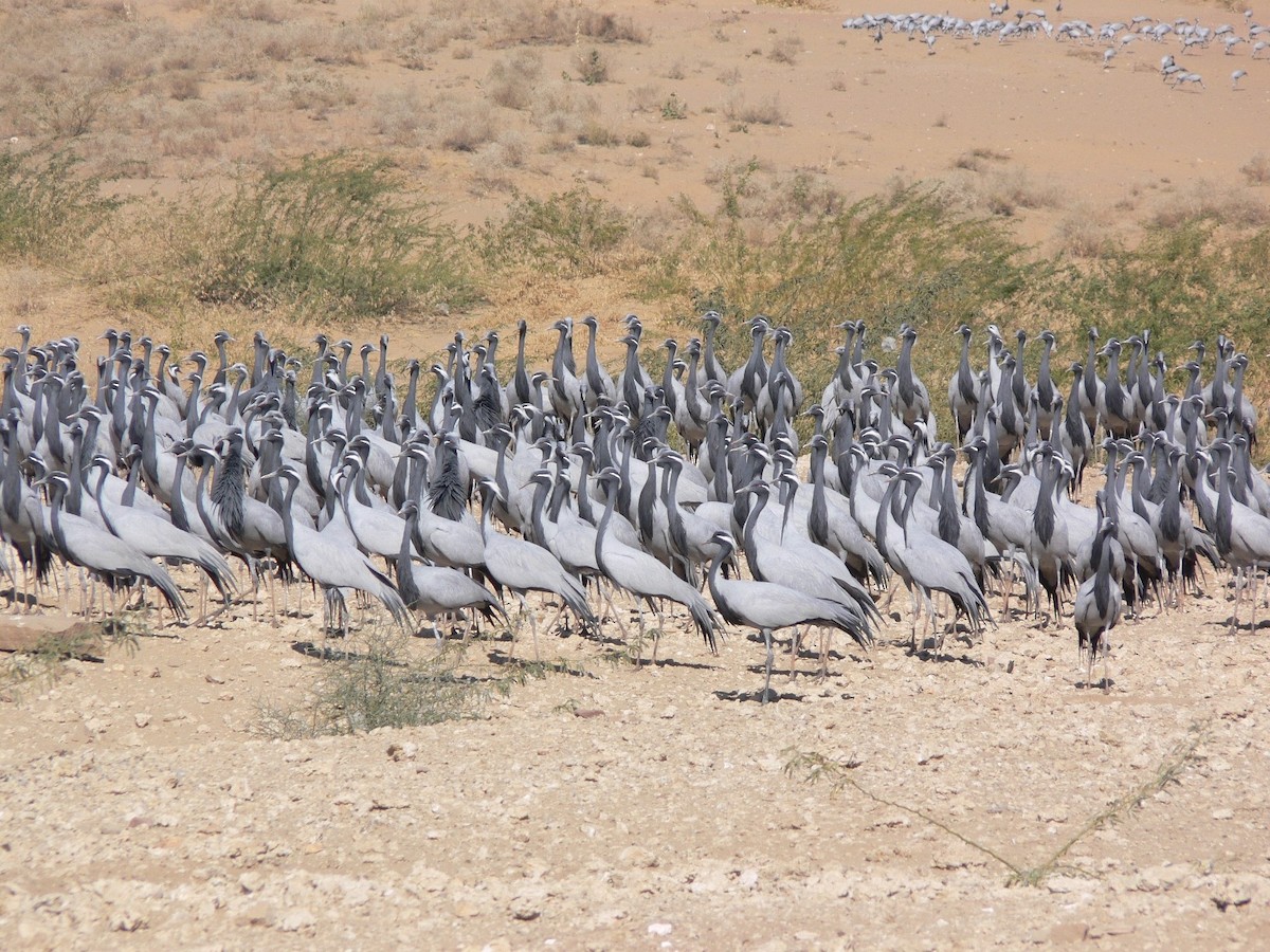 Demoiselle Crane - ML623742165